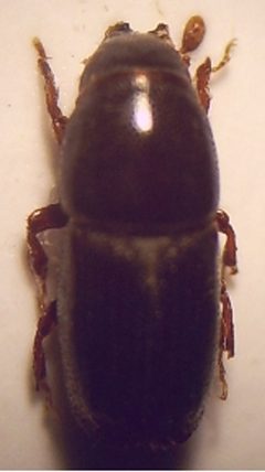 01a Scolytus multistriatus Imago 20fach by Fdcgoeul. Used under a CC BY 3.0 license.