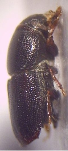 01a Scolytus multistriatus Imago 20fach rechte Seite by Fdcgoeul. Used under a CC BY 3.0 license.