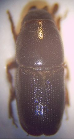 01a Scolytus multistriatus Imago 40fach by Fdcgoeul. Used under a CC BY 3.0 license.