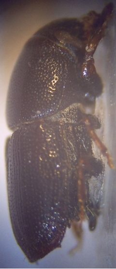 01a Scolytus multistriatus Imago 40fach rechte Seite by Fdcgoeul. Used under a CC BY 3.0 license.