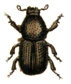 Scolytus.multistriatus.-.calwer.30.05 by Emil Hochdanz
. Used under a Public domain license.