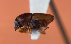 Scolytus multistriatus InsectImages by Gerald J. Lenhard, , United States. Used under a CC BY 3.0 us license.