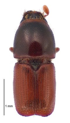 Scolytus multistriatus dorsal by Landcare Research New Zealand Ltd.. Used under a CC BY 4.0 license.