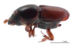 Scolytus multistriatus lateral by Landcare Research New Zealand Ltd.. Used under a CC BY 4.0 license.