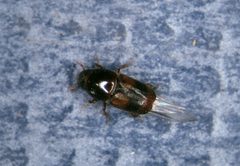 Scolytus schevyrewi UGA 1326205 by Whitney Cranshaw, Colorado State University, Bugwood.org. Used under a CC BY 3.0 license.
