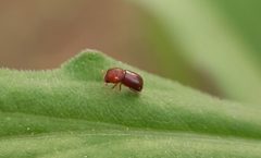 Ambrosiodmus rubricollis 129944118 by Tyler. Used under a CC BY 4.0 license.