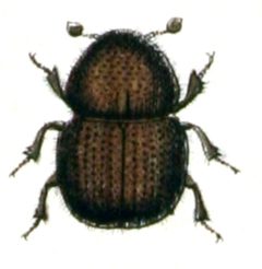 Xyleborus.dispar.-.calwer.29.26 by Emil Hochdanz
. Used under a Public domain license.