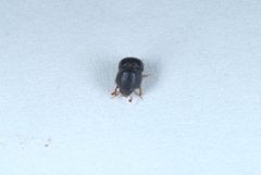 Cnestus mutilatus12 by DouglasGoldman. Used under a CC BY-SA 4.0 license.