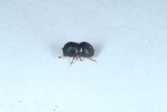 Cnestus mutilatus13 by DouglasGoldman. Used under a CC BY-SA 4.0 license.