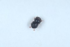 Cnestus mutilatus14 by DouglasGoldman. Used under a CC BY-SA 4.0 license.