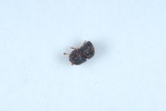 Cnestus mutilatus17 by DouglasGoldman. Used under a CC BY-SA 4.0 license.