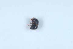 Cnestus mutilatus18 by DouglasGoldman. Used under a CC BY-SA 4.0 license.