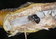Cnestus mutilatus9 by DouglasGoldman. Used under a CC BY-SA 4.0 license.