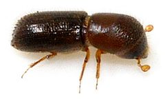 Xyleborinus-saxesenii-01-fws by Francisco Welter-Schultes. Used under a CC0 license.