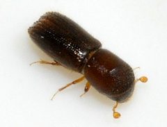 Xyleborinus-saxesenii-03-fws by Francisco Welter-Schultes. Used under a CC0 license.