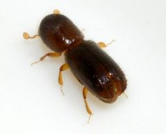 Xyleborinus-saxesenii-04-fws by Francisco Welter-Schultes. Used under a CC0 license.