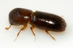 Xyleborinus-saxesenii-06-fws by Francisco Welter-Schultes. Used under a CC0 license.