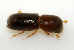 Xyleborinus-saxesenii-07-fws by Francisco Welter-Schultes. Used under a CC0 license.
