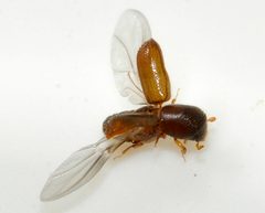 Xyleborinus-saxesenii-08-fws by Francisco Welter-Schultes. Used under a CC0 license.