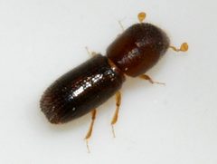 Xyleborinus-saxesenii-09-fws by Francisco Welter-Schultes. Used under a CC0 license.