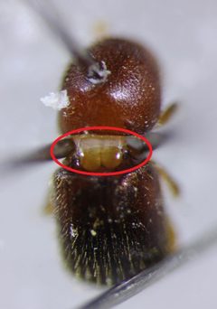 Pronotal mycangium from ambrosia beetle by Yourreason. Used under a CC BY-SA 4.0 license.