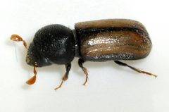 Trypodendron-domesticum-01-fws by Francisco Welter-Schultes. Used under a CC0 license.
