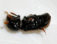Trypodendron-domesticum-03-fws by Francisco Welter-Schultes. Used under a CC0 license.