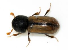 Trypodendron-domesticum-04-fws by Francisco Welter-Schultes. Used under a CC0 license.