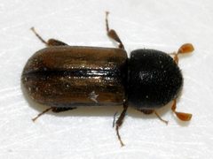 Trypodendron-domesticum-05-fws by Francisco Welter-Schultes. Used under a CC0 license.