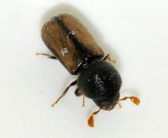 Trypodendron-domesticum-06-fws by Francisco Welter-Schultes. Used under a CC0 license.