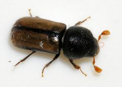 Trypodendron-domesticum-10-fws by Francisco Welter-Schultes. Used under a CC0 license.