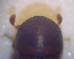 0 Trypodendron lineatum Halsschild Weibchen 40fach von oben by Fdcgoeul. Used under a CC BY 3.0 license.