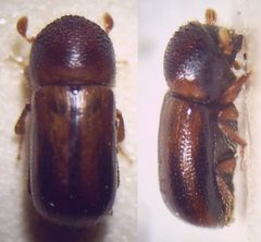 0 Trypodendron lineatum Weibchen 20fach von rechts und oben by Fdcgoeul. Used under a CC BY 3.0 license.