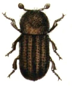 Trypodendron.lineatum.-.calwer.30.03 by Emil Hochdanz
. Used under a Public domain license.