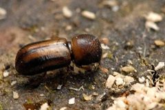 Trypodendron.lineatum.-.lindsey by James K. Lindsey. Used under a CC BY-SA 3.0 license.