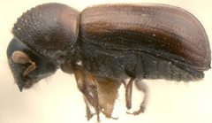 Trypodendron lineatum lateral by Hulcr at English Wikipedia. Used under a CC BY-SA 3.0 license.