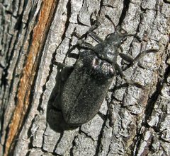 Sandalus niger by Jacy Lucier. Used under a CC BY-SA 4.0 license.