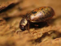 Tooth-necked Fungus Beetle - Flickr - treegrow by Katja Schulz from Washington, D. C., USA. Used under a CC BY 2.0 license.