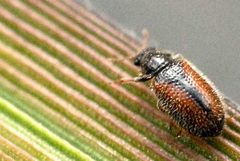 Laricobius.erichsoni.-.lindsey by James K. Lindsey. Used under a CC BY-SA 3.0 license.