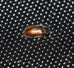 Laricobius erichsoni by S. Rae. Used under a CC BY 2.0 license.