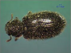 L nigrinus measurement by Gina Davis. Used under a Public domain license.