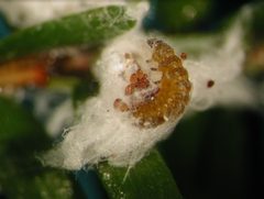 Laricobius nigrinus larva feeding by Tom McAvoy. Used under a CC0 license.