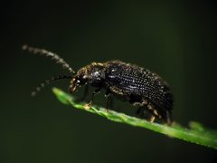 Soft-bodied Plant Beetle - Flickr - treegrow by Katja Schulz from Washington, D. C., USA. Used under a CC BY 2.0 license.