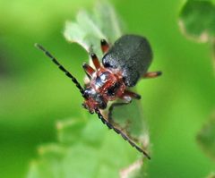 Atalantycha bilineata by Jacy Lucier. Used under a CC BY-SA 4.0 license.