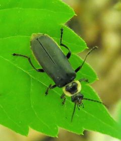 Atalantycha neglecta by Jacy Lucier. Used under a CC BY-SA 4.0 license.