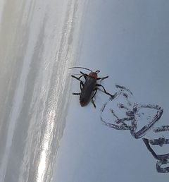 Cantharis-livida-sleeping by SubtropicalCrimea. Used under a CC BY-SA 4.0 license.