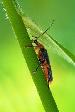 Cantharis livida by Richard Bartz. Used under a CC BY-SA 2.5 license.