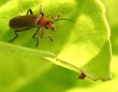 Cantharis livida01 by wikipedia. Used under a Attribution license.