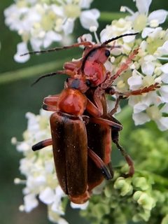 Cantharis livida 122736574 by poblado_verde_en_acción. Used under a CC BY 4.0 license.