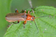 Cantharis livida 160488380 by ruebezahl. Used under a CC0 license.